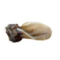 Runderoren XL met vleespit 20 stuks